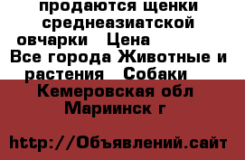 продаются щенки среднеазиатской овчарки › Цена ­ 30 000 - Все города Животные и растения » Собаки   . Кемеровская обл.,Мариинск г.